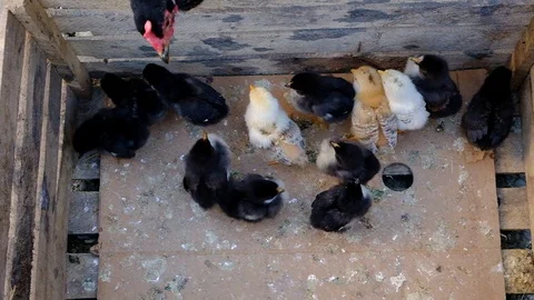 Black chicken with chickens Stock Footage 129186728