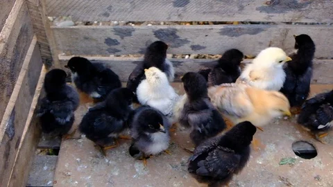 Black chicken with chickens Video stock 129187003