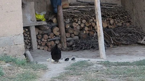 Black chicken with chickens. Stock Footage 201220040