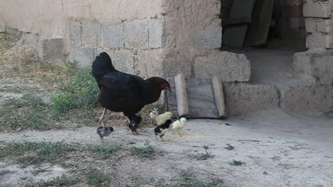 Black chicken with chickens. Stock Footage 201220047