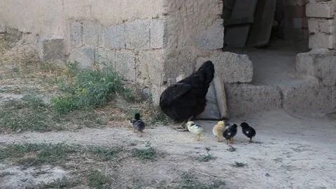 Black chicken with chickens. Stock Footage 201220049