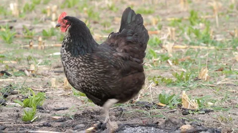 Black chicken Stock Footage 6523777