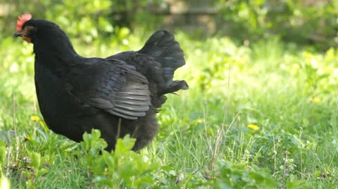 Black chicken Stock Footage 22458852
