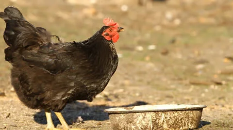 Black chicken Video stock 22778788