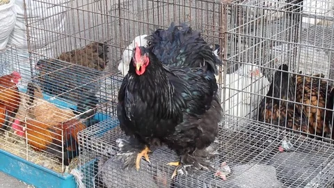 Black Chicken 库存影片 73139895