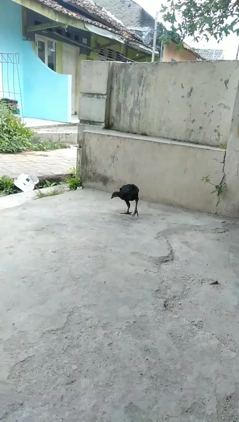 Black chicken Stock Footage 236822351