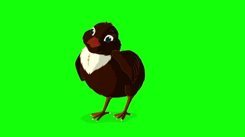 Black chicken on Green Screen Background... | Stock Video | Pond5