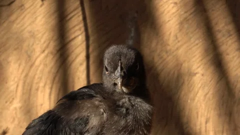 Black chicken head looking around outdoor sunny day Stock Footage 300749061