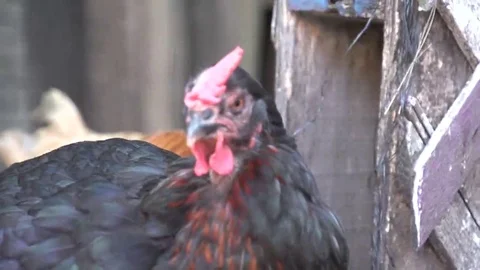Black Chicken Hen looking at Camera Stock Footage 69168144