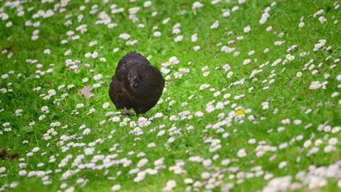 Black chicken pecking grass in a blooming daisy field during peaceful summer Stock Footage 335546878