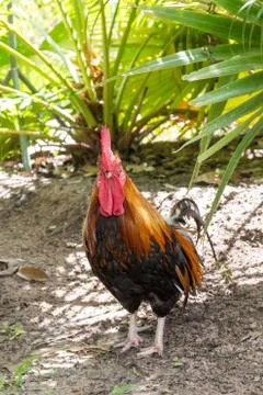 Black chicken Foto stock