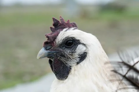 Black chicken Stock Photos