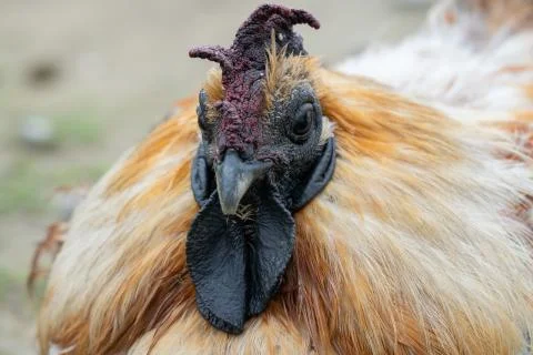 Black chicken Stock Photos