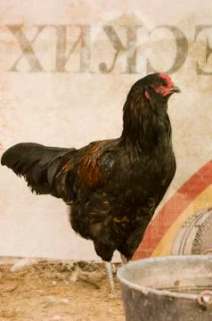 Black chicken 스톡 사진