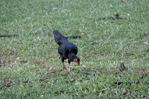 Black Chicken Stock Photos