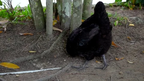 Black chicken standing on the ground next to a tree Video stock 248059304
