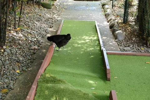Black Chicken Standing Mini Golf Course Stock Photos