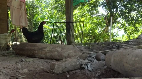 A black chicken that is walking around a campfire Stock Footage 146753699