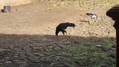 Black chicken walking on dirt ground, free range rural farm scene Stock Footage 325615634