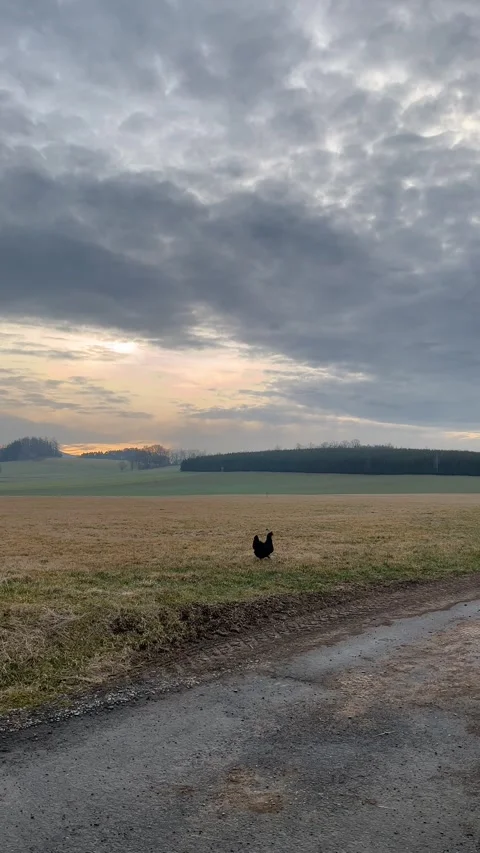 Black Chicken Walking in an Open Field at Sunset Stock Footage 304008922