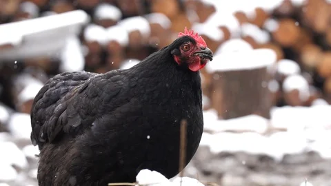 Black chicken in the yard, 400 fps slow motion snow falling, stockvideo Stock Footage 87864350