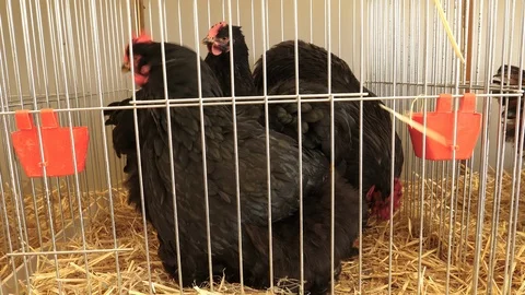 Black chickens in cages Stock Footage 88556561