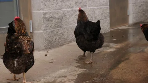 Black chickens exploring a wet farmyard area Stock Footage 311944418