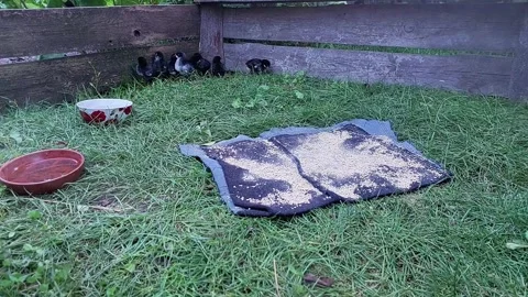 Black Chickens Foraging in a Pen During Morning Hours in a Grassy Area Stock Footage 345365085