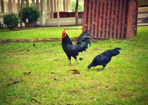 Black chickens. Foto stock