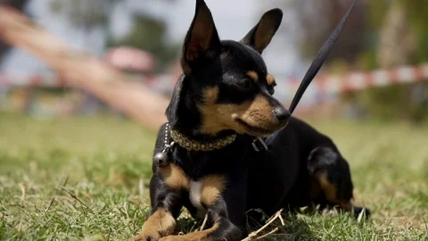 Black chihuahua Stock Footage 107193723