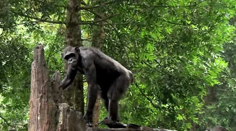Black chimpanzee ( Bonobo) Stock Footage 10793791