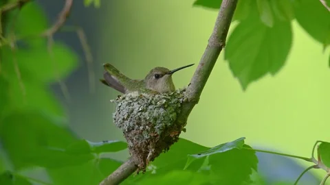 Black-chinned humming bird nesting! Stock Footage 295407875