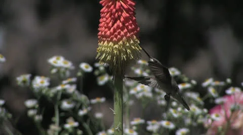 Black-chinned Hummmingbird "sips" from cornucopia 스톡 동영상 22666889