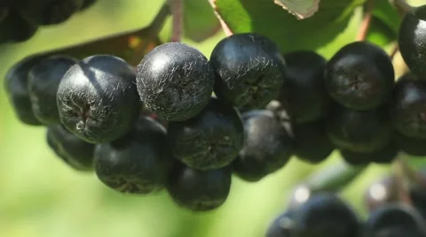 Black Chokeberry (Aronia melanocarpa) Stock Footage 53611953