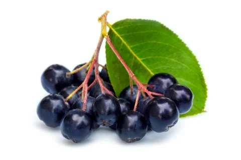 Black Chokeberry Bunch Stock Photos