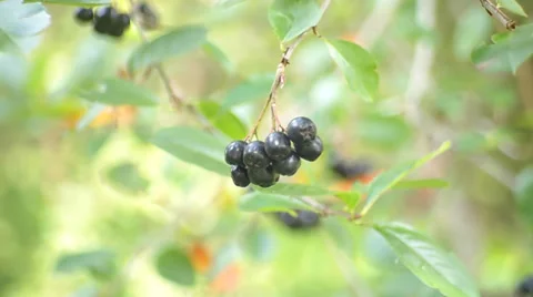 Black chokeberry Stock Footage 29532642