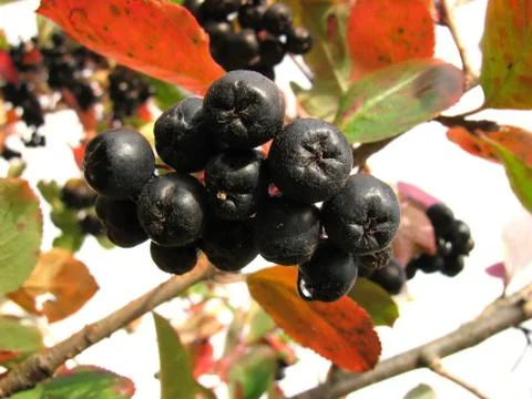Black chokeberry Stock Photos