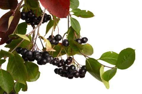 Black Chokeberry Stock Photos