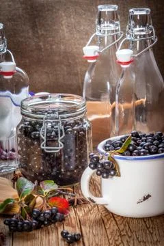 Black chokeberry. Stock Photos
