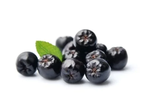 Black chokeberry Foto stock