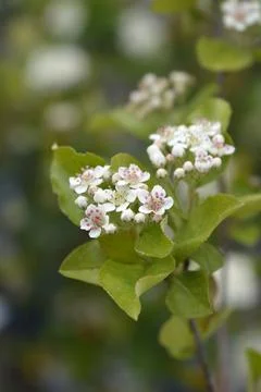 Black chokeberry Stock Photos