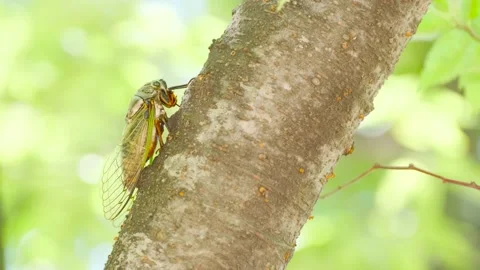 A Black Cicada Insect on The Tree in Summer in Japan Stock Footage 157456186