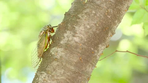 A Black Cicada Insect on The Tree in Summer in Japan Stock Footage 157456196