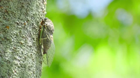 A Black Cicada Insect on The Tree in Summer in Japan Stock Footage 157456199