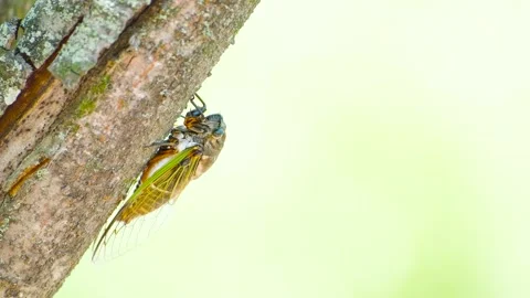 A Black Cicada Insect on The Tree in Summer in Japan Stock Footage 157456202