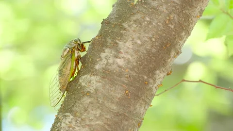 A Black Cicada Insect on The Tree in Summer in Japan Stock Footage 157456504