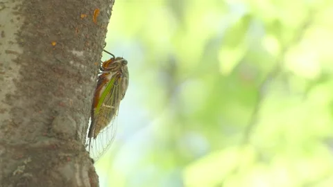 A Black Cicada Insect on The Tree in Summer in Japan Stock Footage 158335860