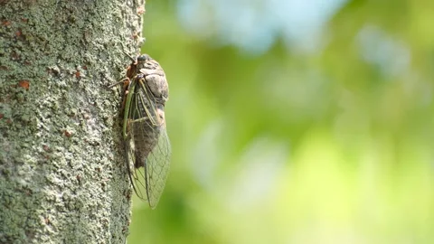 A Black Cicada Insect on The Tree in Summer in Japan Stock Footage 158335933