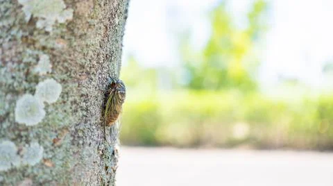 A Black Cicada Insect on The Tree in Summer in Japan Stock Photos