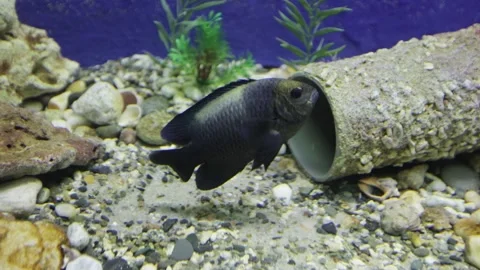 Black cichlid hides Vídeos de archivo 245906723